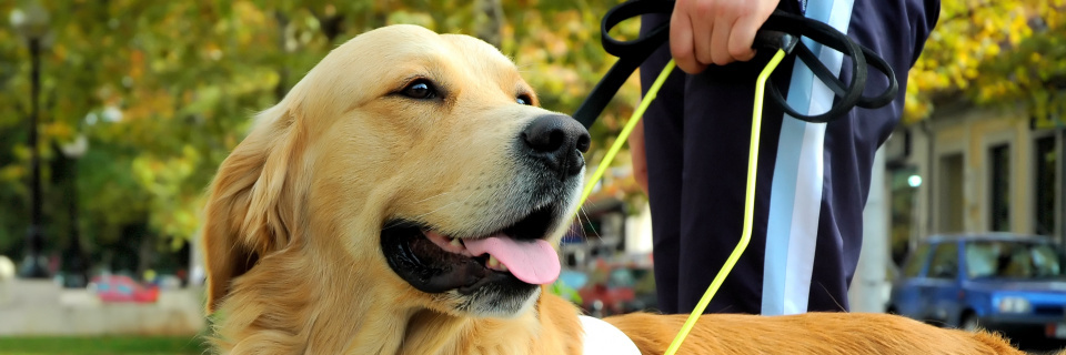 Groupe Socialiste du Parlement de Wallonie - Refus des chiens d’assistance dans les hôpitaux : que la Ministre prenne les choses en main !