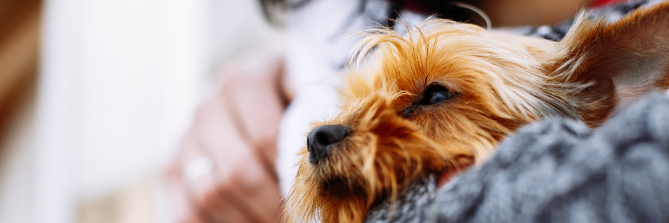 Groupe Socialiste du Parlement de Wallonie - Les soins prodigués aux animaux des personnes sans domicile fixe