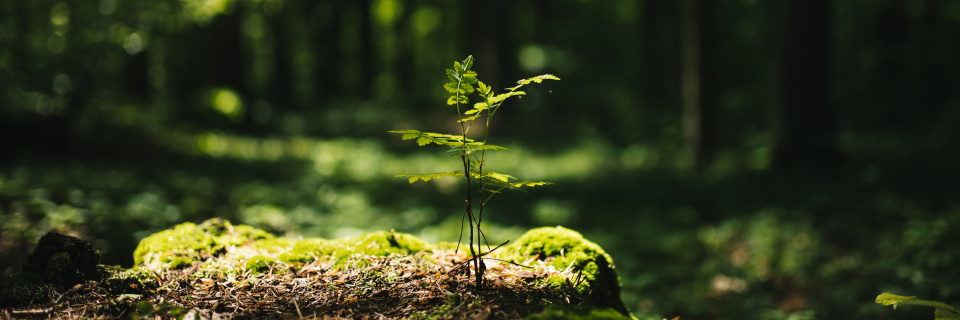 Groupe Socialiste du Parlement de Wallonie - 3 millions d’euros pour diversifier les forêts wallonnes 